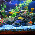 Сколько рыбок можно держать в аквариуме?