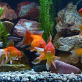 Условия для рыбок в аквариуме